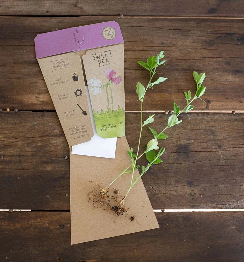 Gift Card & Seeds - Sweet Pea