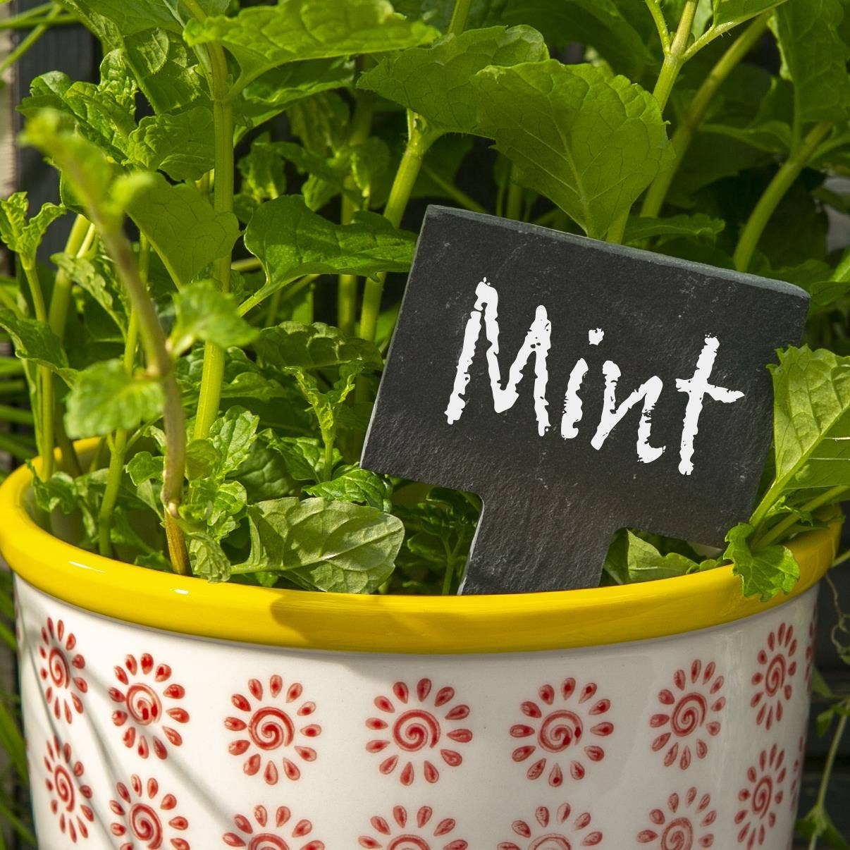 Slate Plant Marker - Blank - LARGE