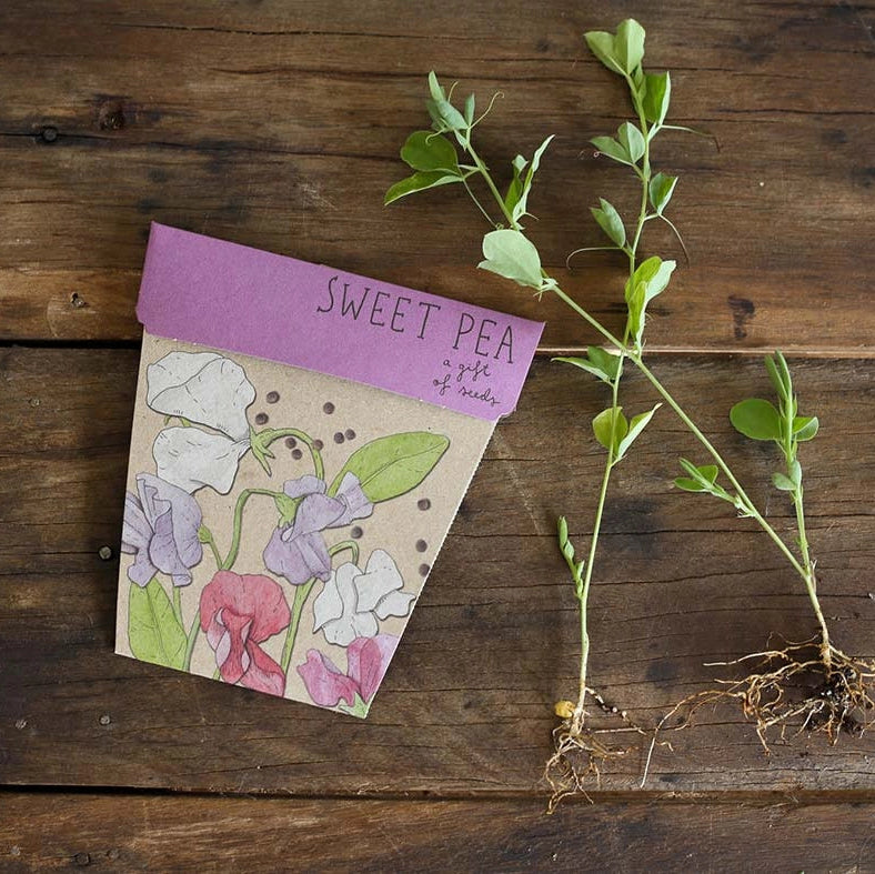 Gift Card & Seeds - Sweet Pea