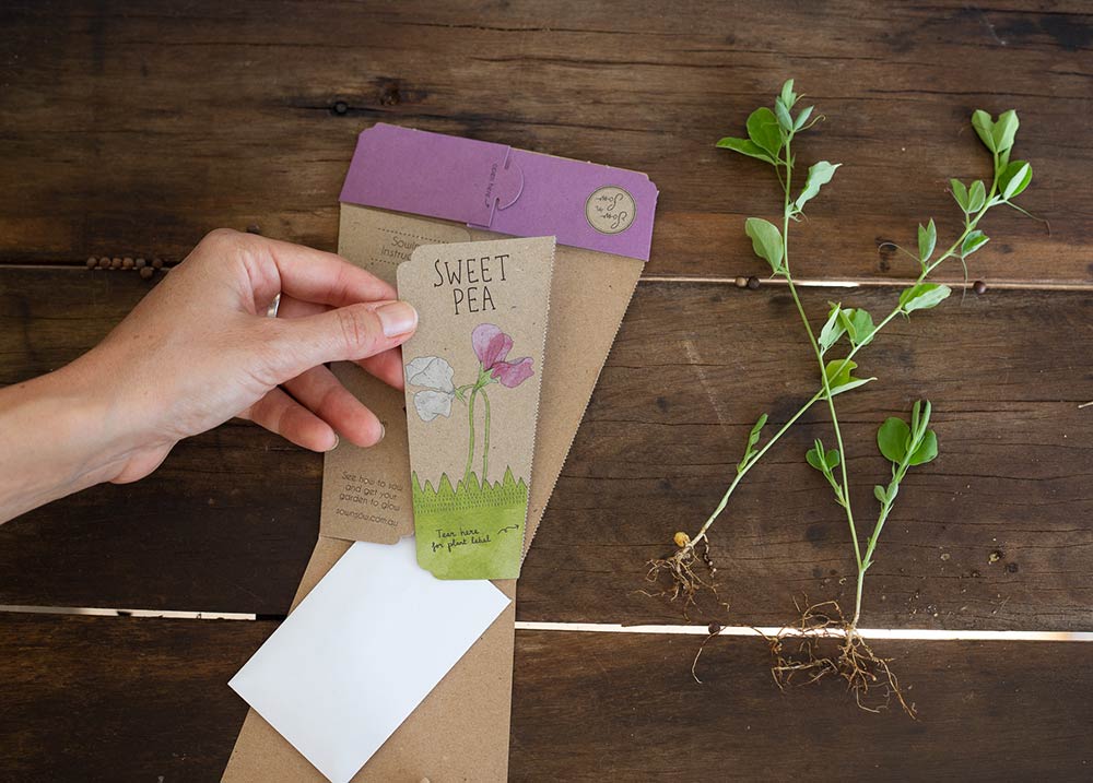 Gift Card & Seeds - Sweet Pea