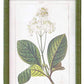 Framed botanical prints of plants with green frames on a white background