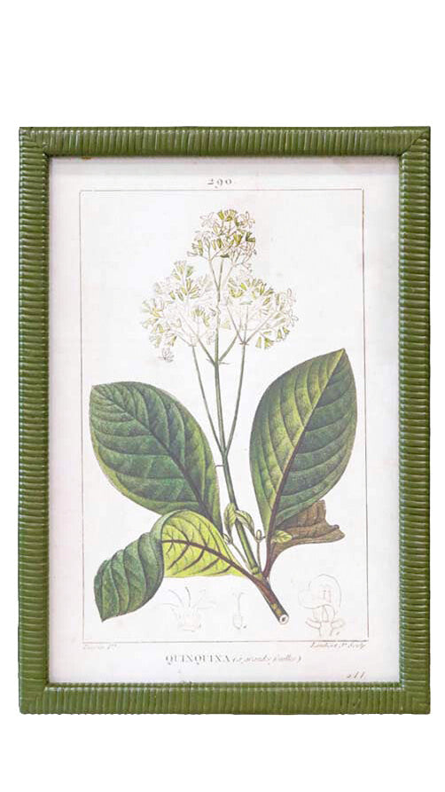 Framed botanical prints of plants with green frames on a white background