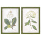 Two framed botanical prints of plants with green frames on a white background