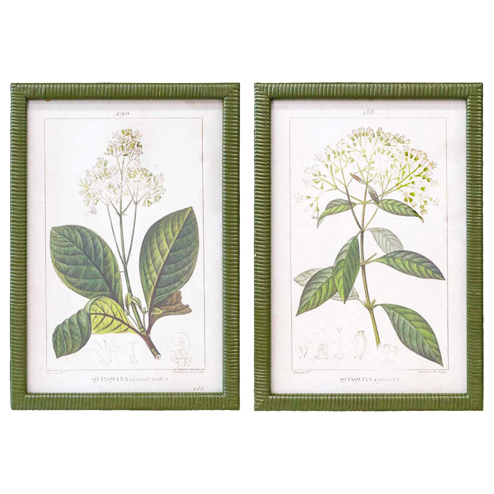 Two framed botanical prints of plants with green frames on a white background