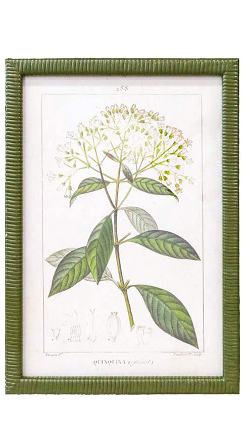 Two framed botanical prints of plants with green frames on a white background